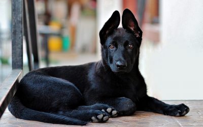 black-german-shepherd-2978323